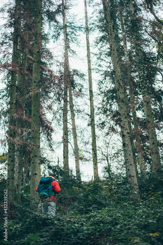 La forêt calme, aucun peuple