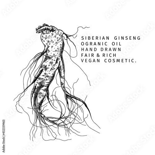 Hand drawn siberian ginseng root. Vector engraved illustration. Spicy rhizhome vegetable. Food ingredient, aromatherapy, cooking. Cosmetic package design, medicinal herb, treating, healthcare.