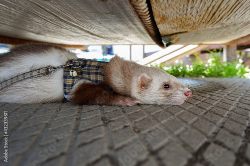 Tired cute pet ferret is hiding under the bench and laying. 