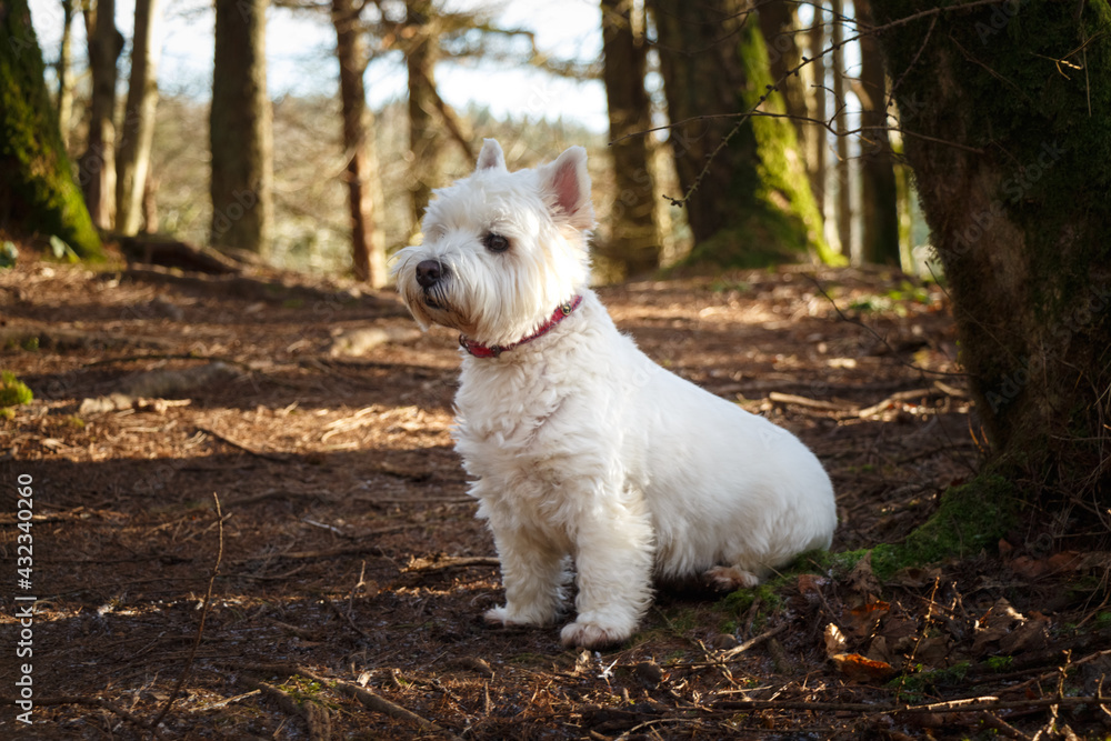 A white west highland terrier dog sitting beside a tree in a Scottish woodland
