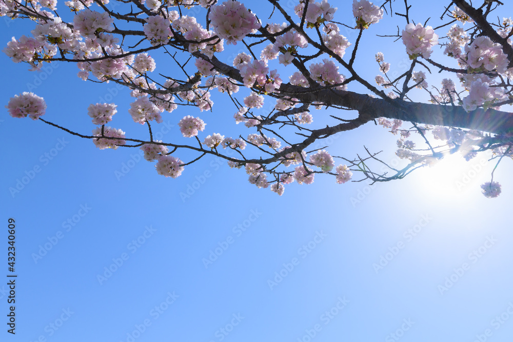 日本、北海道の春、桜