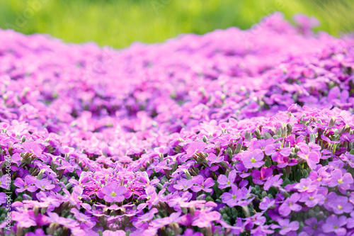 blooming purple flowers in spring 