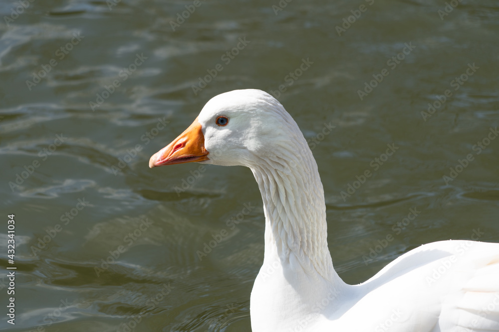 Close up low level view of Embden Emden Geese. Single portrait shot of single goose showing orange beak and blue eye