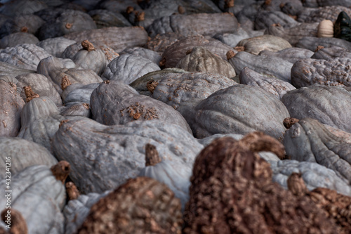 Colorful and fresh harvest of pumpkin