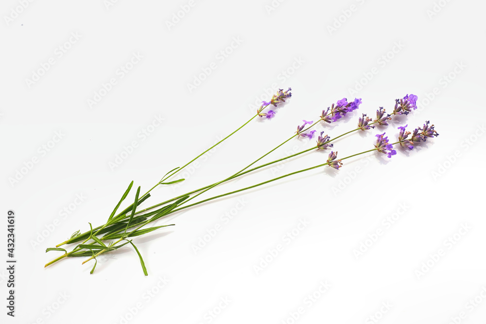 Naklejka premium Bunch of Lavender flowers isolated on white background.