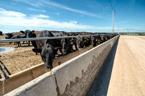 Black cows eat from their feeders. photo