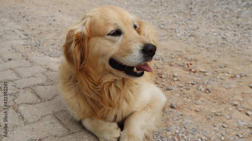 Cute Adorable Golden Retriever Dog Resting at the street. Portrait of a golden retriever dog in Istanbul, Turkey Cute Adorable Golden Retriever Dog Resting at the street. Portrait of a golden retriever dog in Istanbul, Turkey