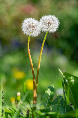 Common dandelion Taraxacum officinale faded flowers looks like snow ball  ripe cypselae fruits