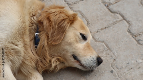 Cute Adorable Golden Retriever Dog Resting at the street. Portrait of a golden retriever dog in Istanbul, Turkey