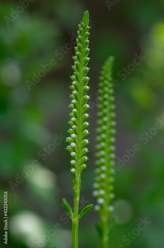 Physostegia virginiana alba white flowering plant, beautiful obedience false dragonhead ornamental flowering plants