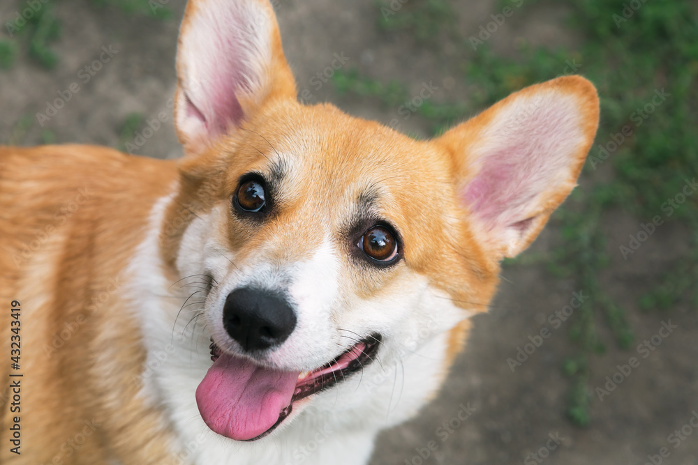 Muzzle head and close-up view purebred thoroughbred pet small dog welsh corgi in the park outdoors on the grass Muzzle head and close-up view purebred thoroughbred pet small dog welsh corgi in the park outdoors on the grass