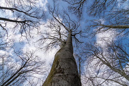 Up Tree view of beech tree against blue sky for natural layer nature texture backdrop wallpaper showing branches and twigs Silhouetted against bright sky.