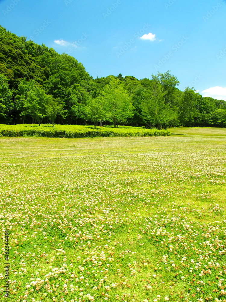 Fototapeta premium 初夏の公園のシロツメクサさく草原と林風景
