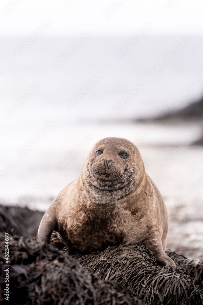 Naklejka premium Seal - Iceland