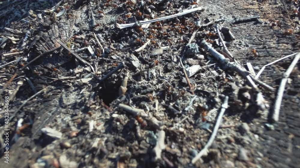 Anthill in forest close up. Ants works together. Collaboration concept. Soft selective focus. Anthill in forest close up. Ants works together. Collaboration concept. Soft selective focus.