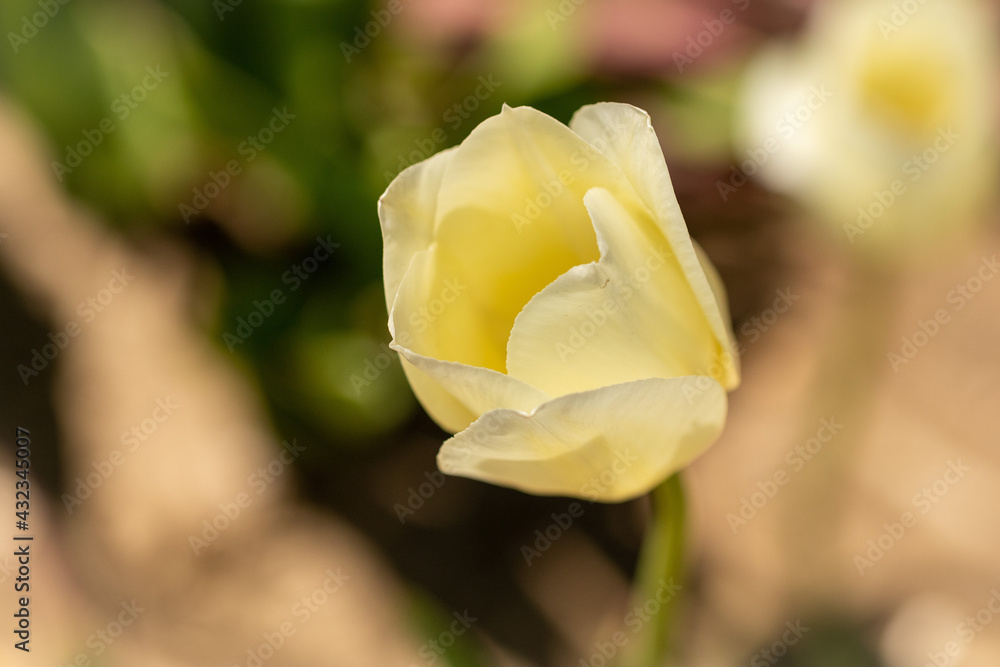 Yellow tulip from above with blurred green background Yellow tulip from above with blurred green background