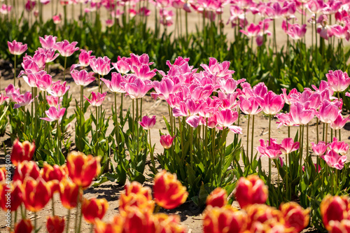 Tulip field colorful neat three row close up