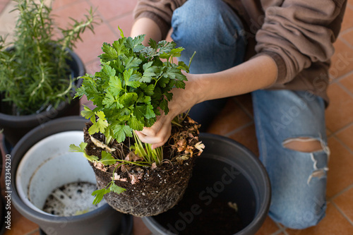 Hands of teen girl sitting on the terrace changes the pot with the potting soil for the kitchen seedlings: parsley, sage, rosemary