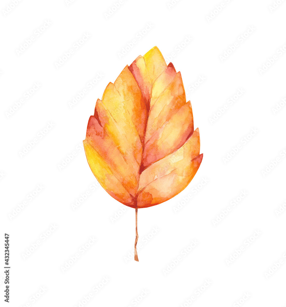 Fototapeta premium Watercolor bright autumn leaf clip art isolated on white background. Fall foliage illustration. Orange, red and yellow leaf design element.