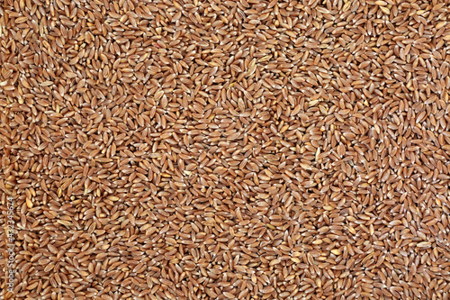 Emmer farro wheat grain forming a background.  High in antioxidants & a highly nutritious food source & an early premium spring wheat. Flat lay, top view.