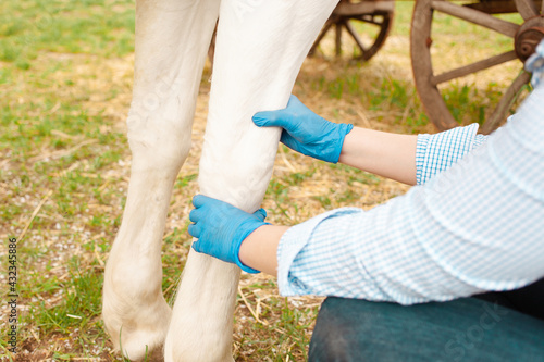beautiful female vet inspects a white horse. Love, medicine, pet care, trust, happiness, health. Damage to the leg, knee, sprain. Pain, suffering an old horse. lameness. ranch