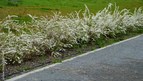 It is a shrub This compact deciduous shrub growing to a height of 1.5 m and wide bears in the spring along the arched stems small lanceolate leaves and a few white flowers at the side of the road photo