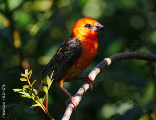 Closeup of a red fody cardinal bird