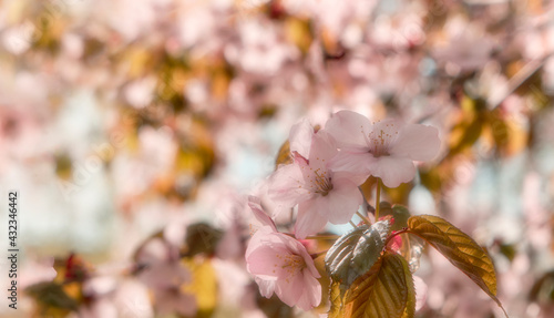 Spring cherry blossoms, close-up flowers and leaves and sky, focus, soft image
