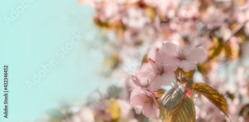 Sakura blossom with flowers and leaves with left blue free copy space. Spring cherry blossom design