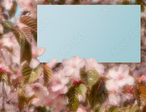 Cherry blossom background with free space for text