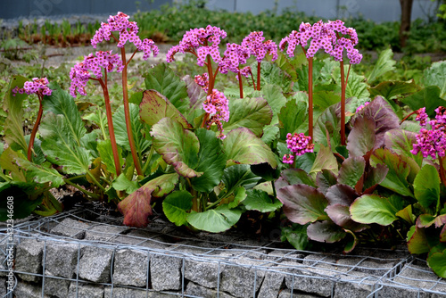 Photos Bergenia rotblum is a deep pink flowering bergenia variety with almost round leaves