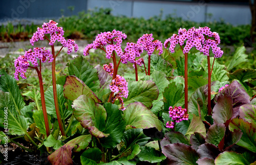 Bergenia rotblum is a deep pink flowering bergenia variety with almost round leaves. They are dark olive green with a burgundy touch in season and bronze red to burgundy from autumn to spring.  photo
