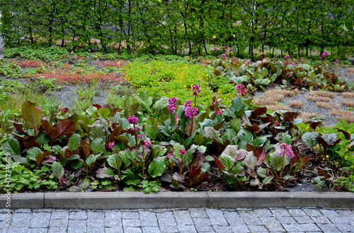 Photography Bergenia rotblum is a deep pink flowering bergenia variety with almost round leaves