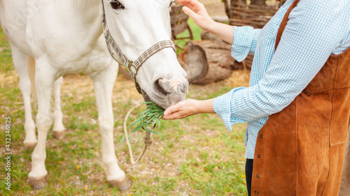 beautiful woman feeds a horse with her hands grass. Love, caring for pets, friendship. White horse eats treats green