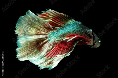 Double tail betta fish, siamese fighting fish, betta splendens (Halfmoon betta,Betta splendens Pla-kad (biting fish) isolated on black background.