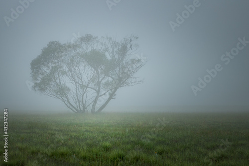 ptaki na drzewie we mgle o poranku