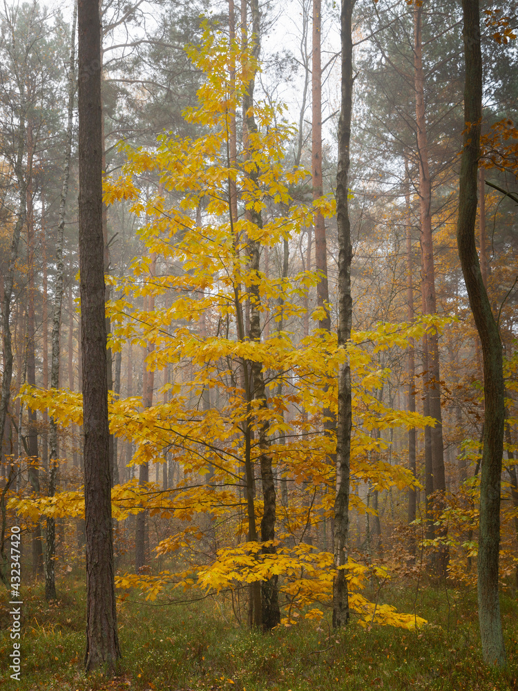 Żółte drzewo jesienią w lesie