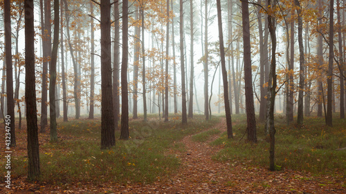 Ścieżka w lesie, jesień, lekka mgła