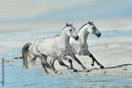 two white horses running gallop on the beach