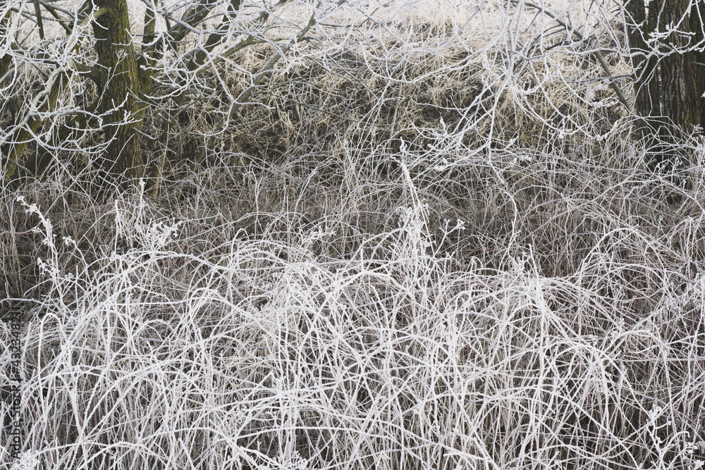 Blackberry thickets covered with a layer of frost. Blackberry thickets covered with a layer of frost.