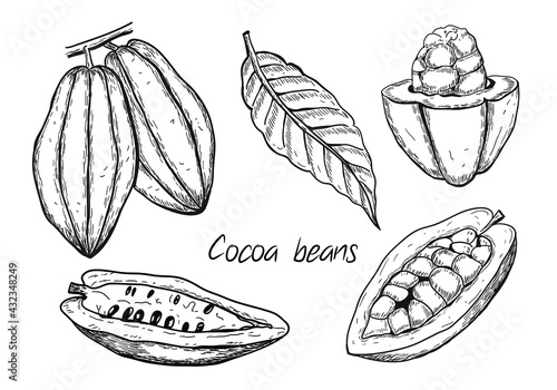 Hand drawn vector illustration – cocoa beans collection. Elements isolated on white. Black and white linear sketch. Detailed vegetarian food drawing. Great for menu, label, icon