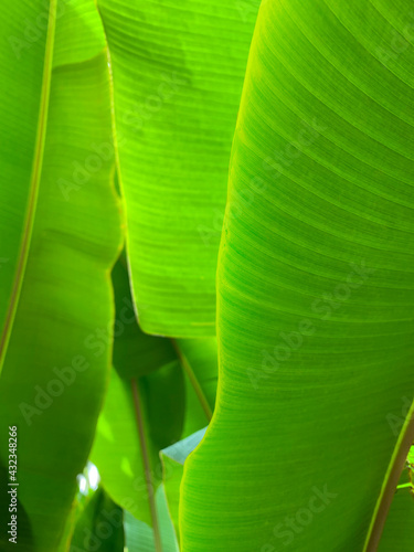 Green banana leaf photo