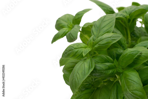 Close up of Basil herb isolated on gray backround.
