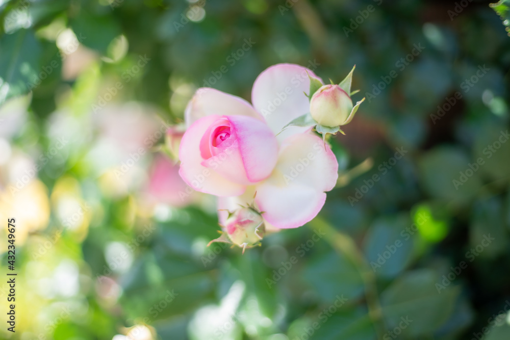 Obraz premium バラ