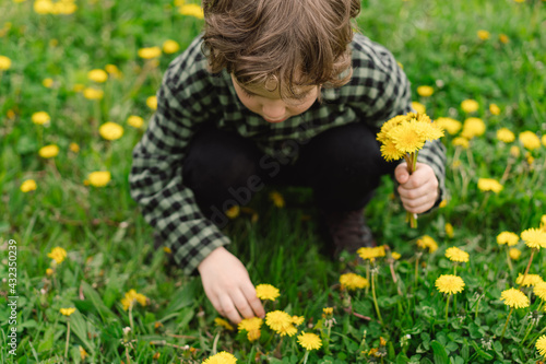 Curly boy collects and sniffs dandelion flowers. Time of spring © Анастасія Стягайло