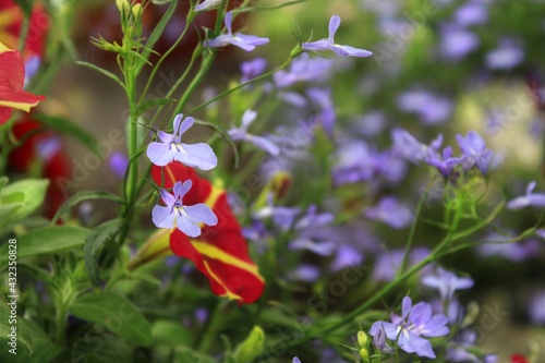 Wild flowers. 