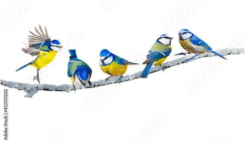 Canvas Print Colorful birds