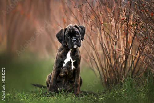 dark brindle german boxer puppy posing outdoors