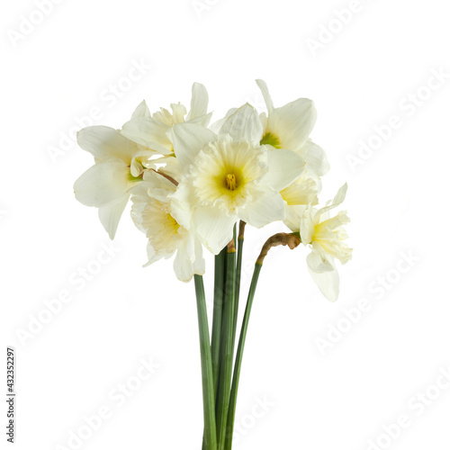 Beautiful narcissus flowers isolated on white background, inclusive clipping path.