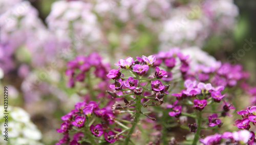 Delicate  violet  wild flowers. 